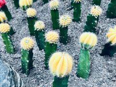 -南山植物园