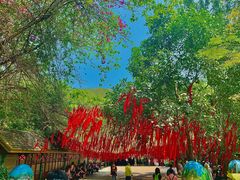 -西双版纳原始森林公园