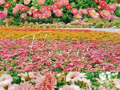 -南山植物园