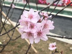 -王借岗森林公园
