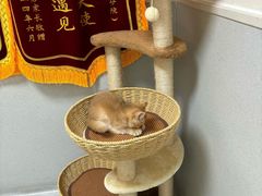 -谐和益家动物医院·免疫绝育·血液透析·宠保定点医院(高新伊藤分院)