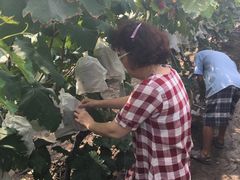 -马陆小张葡萄园农家乐