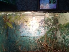-上海大自然野生昆虫馆(东方明珠·爬宠昆虫探索中心)