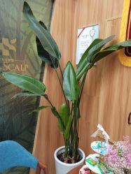 -丝客富脱发养发头皮馆