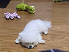 -宠福鑫康馨动物医院·骨科·眼科