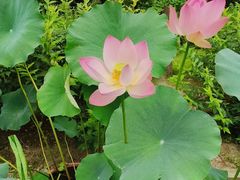 -莲花池公园