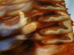 -九毛九西北菜(大东海店)