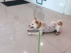 -佳雯宠物医院
