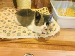 -Pets First伊珊娜洗护·精致美容·家庭式寄养(新会路店)