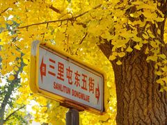 -三里屯东五街银杏大道