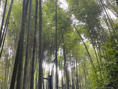 -缙云山景区