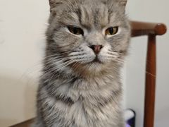 -楼上猫咖(罗湖店)