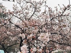 -武汉大学-樱园