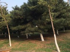 -长白岛森林公园