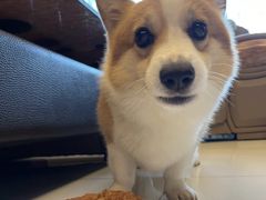 -萌宠之家·腊肠犬·马尔泰·小体犬舍