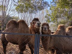 -长白岛森林公园