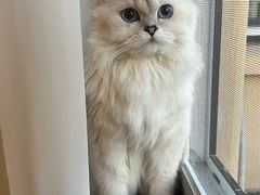 -翊宠yipet猫狗购宠庄园犬舍•猫舍