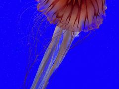 -上海海洋水族馆