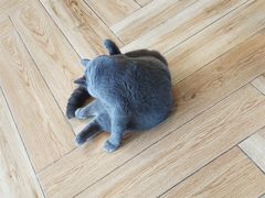-遇见羊驼·奶狗咖·布偶猫咖·法斗柯基柴犬阿拉斯加(春熙路太古里IFS店)