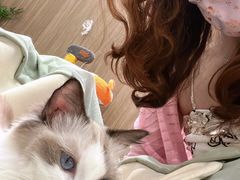 -COLOR PETS 撸猫馆·购猫·猫咖(长风大悦城店)