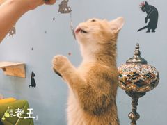 -猫咪咖啡·猫咖(万达广场店)