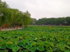 -后海公园