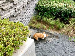 -上海崇明金茂凯悦酒店