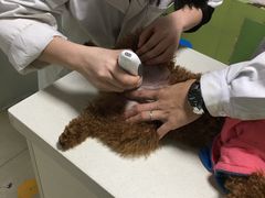 -瑞派旺宝宠物医院·犬猫全科综合·尿道专科(莲兴院)