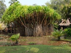 -中国科学院西双版纳热带植物园