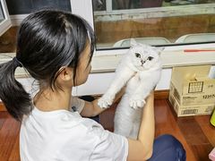 -糯米喵星人总部直营旗舰店·猫舍·幼猫出售
