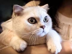 -猫猫幼稚园·撸猫·桌游·电玩