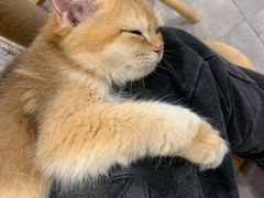 -楼上猫咖(罗湖店)