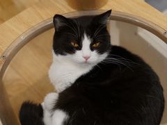 -有喵·猫咖·狗咖·40+猫狗有小奶狗(岗厦店)