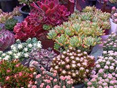 -花鸟鱼虫鲜花绿植市场(玉泉路店)