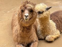 -杭州野生动物世界