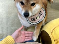 -逗柴咖啡屋·狗咖猫咖宠物桌游