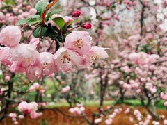 -陆家嘴中心绿地