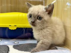 -momokira米努特·德文卷毛猫·棉花面纱犬