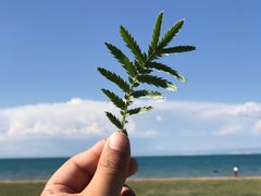 -青海湖国家重点风景名胜区