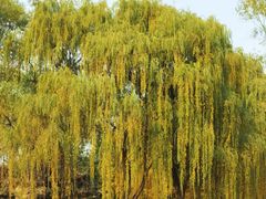 -石家庄市植物园