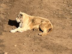 -西霞口神雕山野生动物世界