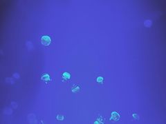 -芜湖新华联大白鲸海洋公园