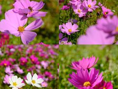 -广州国际生物岛