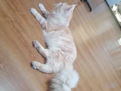 -有猫主题·治愈系猫咖(曾厝垵店)