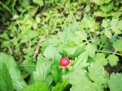 -桤木河湿地公园