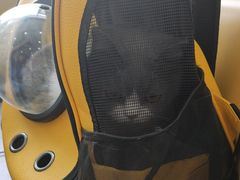 -谐和贝康宠物医院24小时·宠保定点(急重症转诊中心)