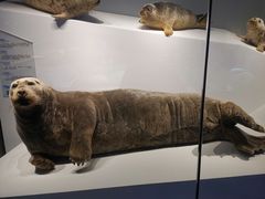 -贝林大翅鲸简餐厅(国家海洋博物馆店)