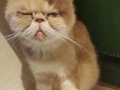 -猫小院猫主题餐厅(南锣旗舰店)