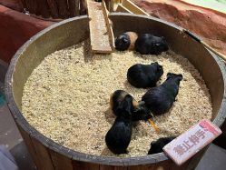 -Zoolung Zoolung动物主题公园(海信广场店)