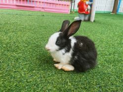 -萌宠亲子动物乐园(槐房万达店)